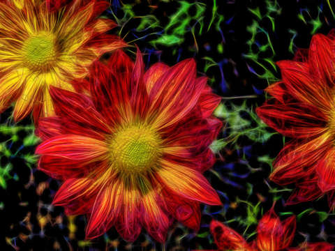 Chrysanthemum and raindrops abstract 3