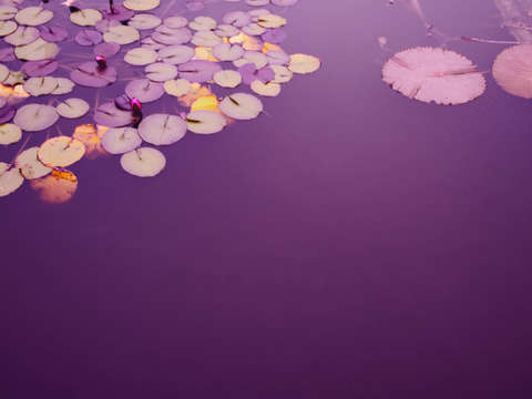 Lily Pond