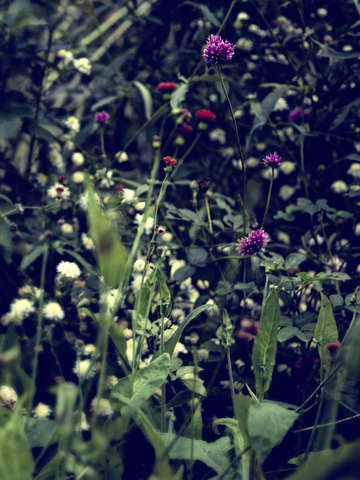 Wild flowers 2