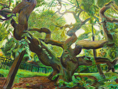 Camperdown elm ii