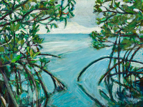Mangroves in Barbuda