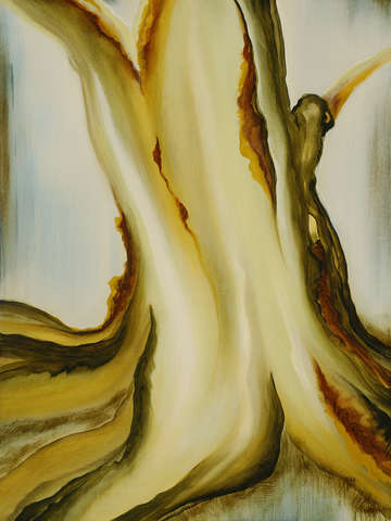 Madrone