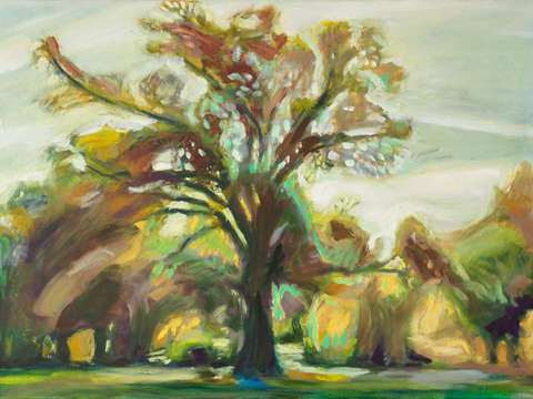 Willow Oak during Fall - Prospect Park, Brooklyn
