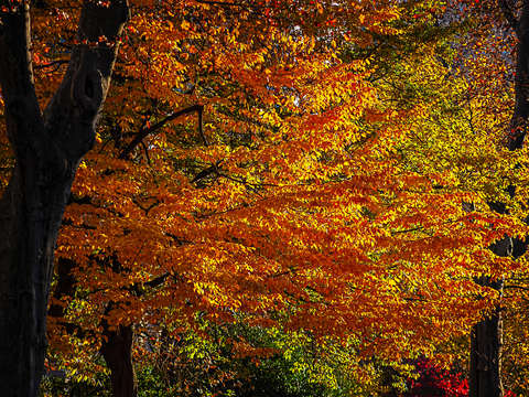 Fall Foliage