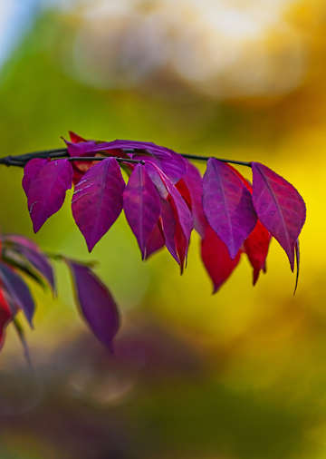 Fall Leaves