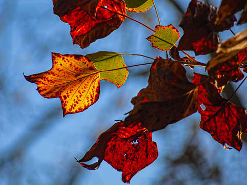Autumn Leaves