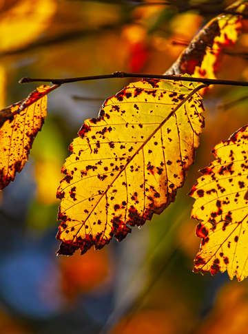 Autumn Leaves