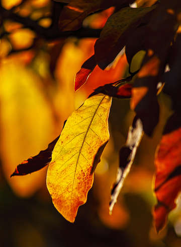 Fall Foliage