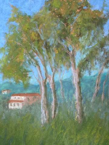 Ode to the Eucalyptus