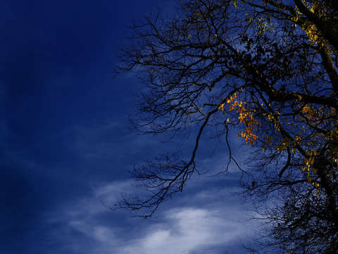 Autumn Light
