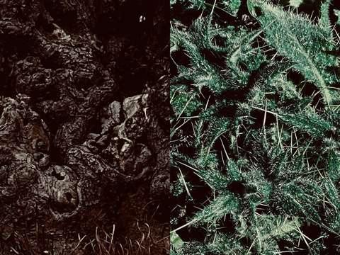 Nature Noir