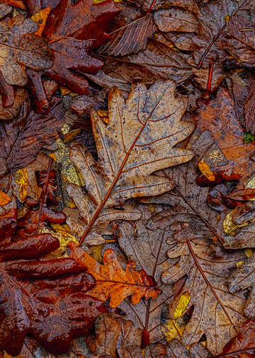 Wet fall leaves