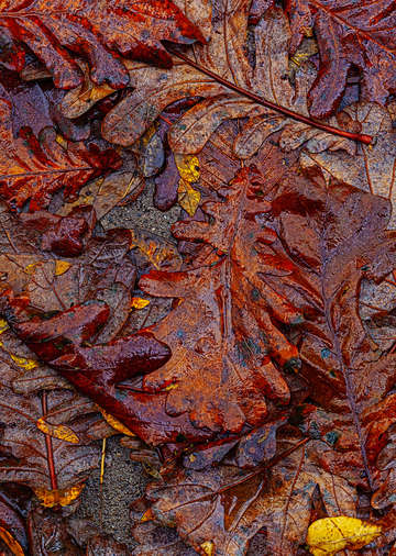Wet Fall Leaves