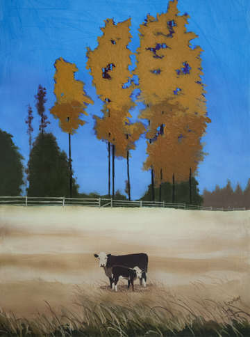Herefords