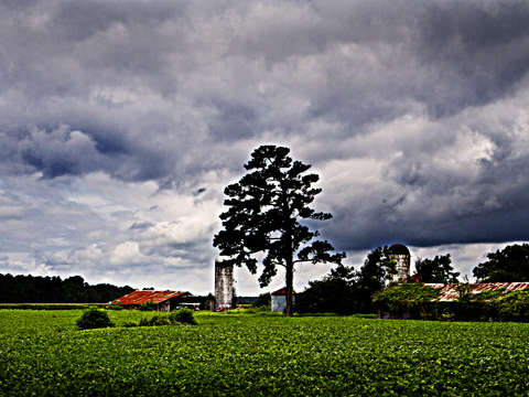 Carolina farm