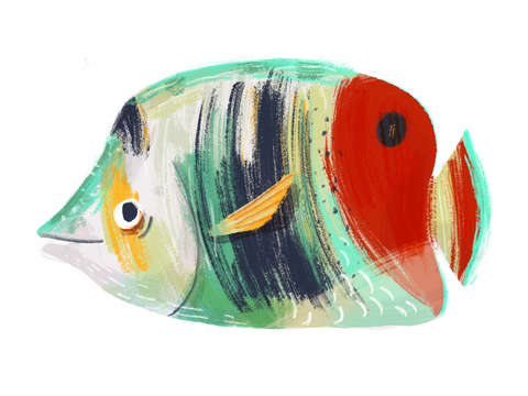 Butterfly Fish