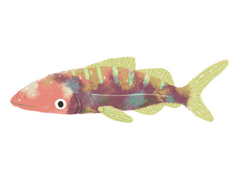Soft Fish