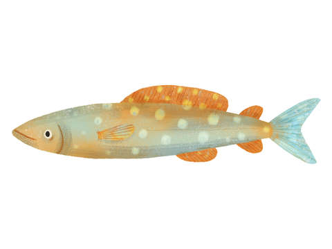 Spotted Fish