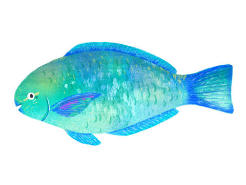 Parrot fish
