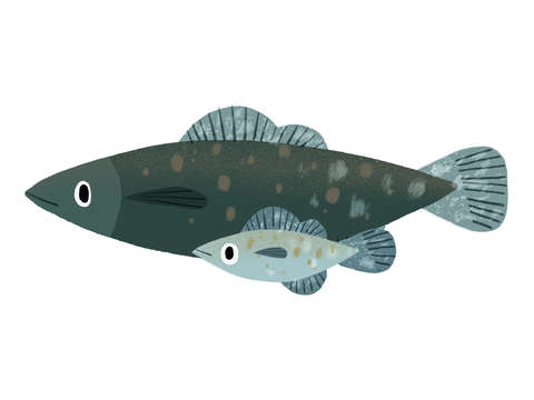 Two Fish
