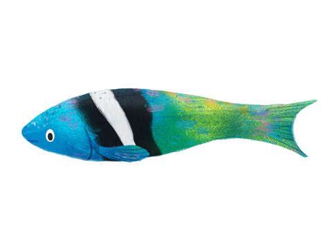 Bluehead wrasse fish