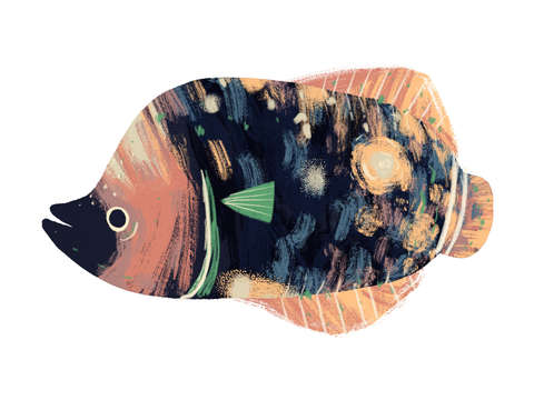 Jumbo Fish