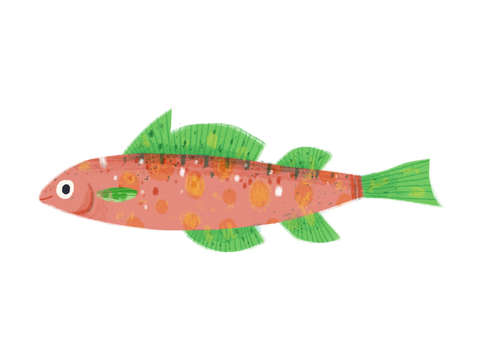 Watermelon Fish