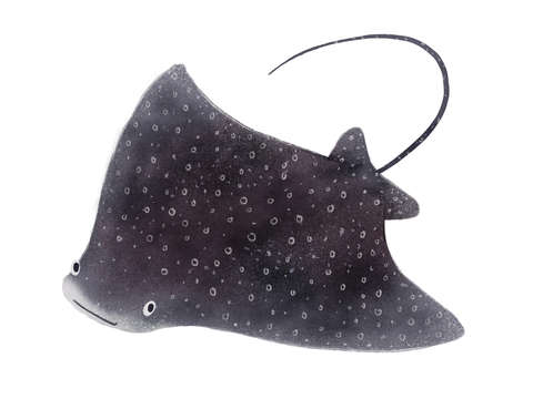 Spotted Eagle Ray