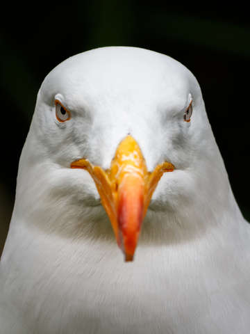 Gull portrait