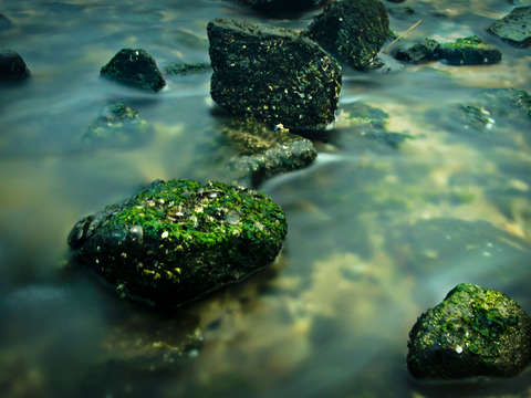 Green tide