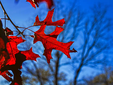 Red fall leaves