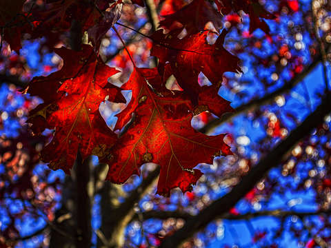 Red Fall Leaves
