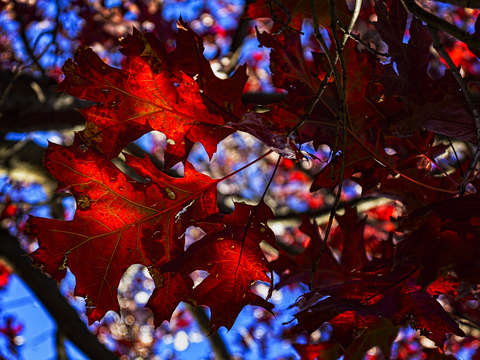 Red Fall Leaves