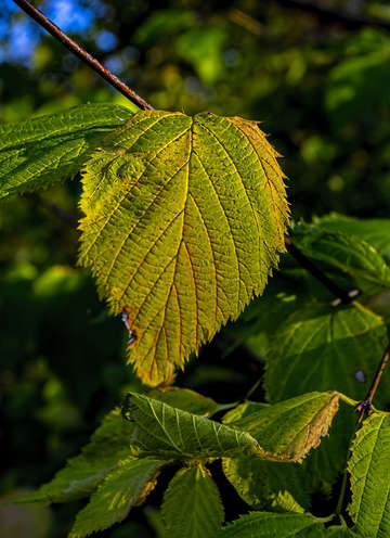 Fall leaf 4