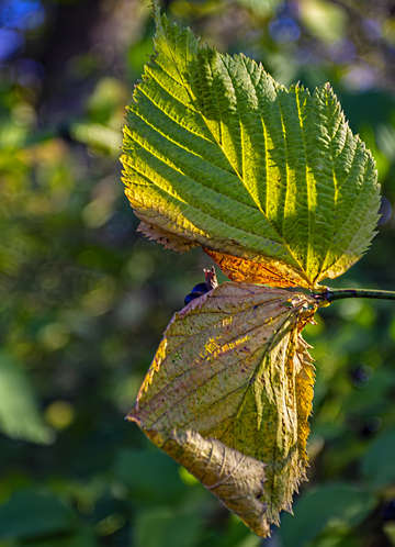 Fall Leaves