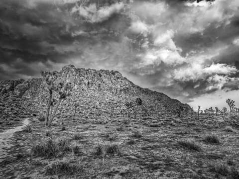 Dramatic In The Desert