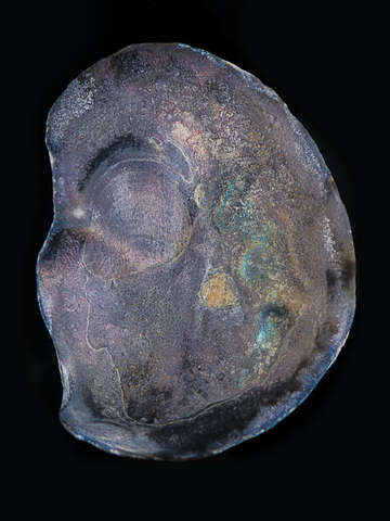 Shell 2