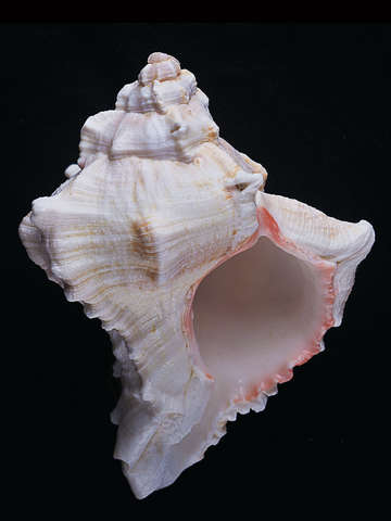 Shell 3