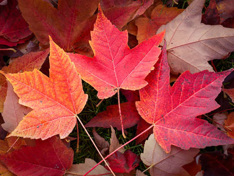 Three leaves of fall