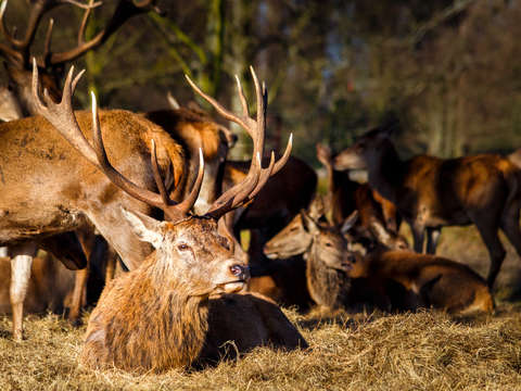 Head of the herd