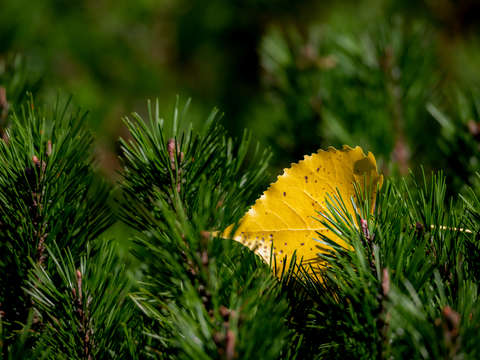 Fall in the Pines