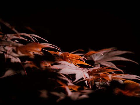 Fall Chinese Maple Browns