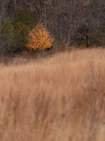 Just a bit of fall