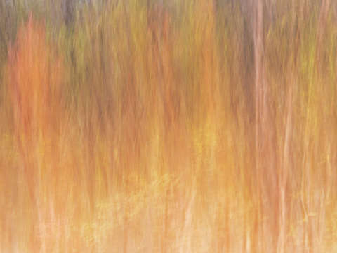 Fall Fiery