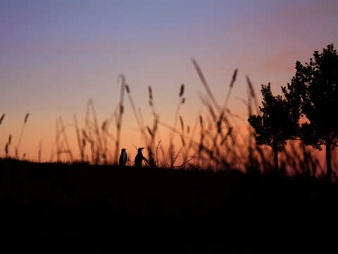 Penguins at sunset