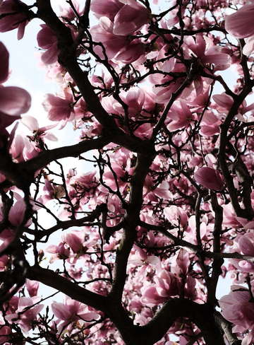 New life 2