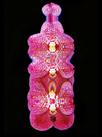 Vanda orchid