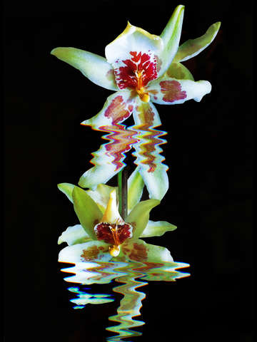 Green flowered cymbidium