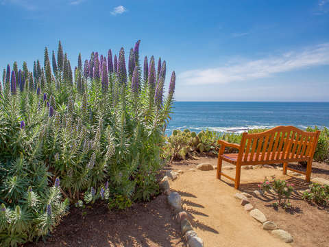 Bench and pride of madeira