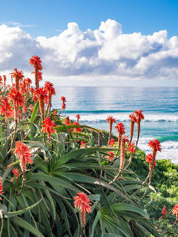 Red aloe against ocean
